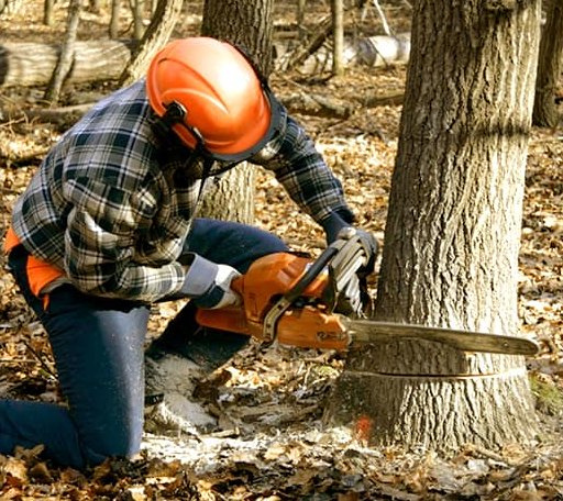 Tree Removal in Gettysburg, SD